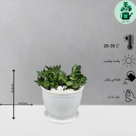 تصویر گاستریا 