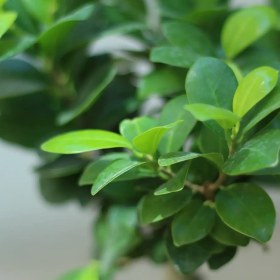 تصویر گلدان بنسای فیکوس 