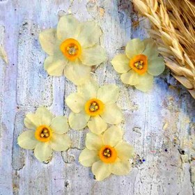 تصویر پک گل خشک نرگس 5 عددی 