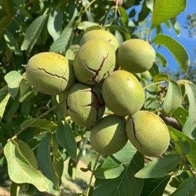 تصویر گردو بلغاری هیولا 