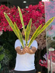 تصویر سانسوریا مصنوعی سایز ۹۵ سانتی 