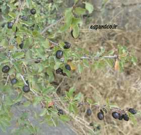 تصویر بذر آلبالوی وحشی (10 عددی) Prunus microcarpa 