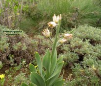 تصویر بذر لاله واژگون ایرانی Fritillaria persica 