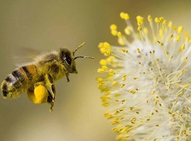 تصویر گرده گل 