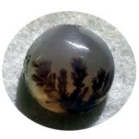 تصویر شجر T20 