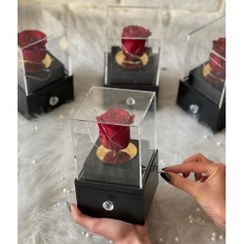 تصویر گل رز جاودان 