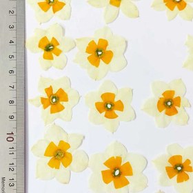 تصویر گل خشک نرگس پرس شده 5 عددی 