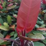 تصویر فیلودندرون پرتقالی 