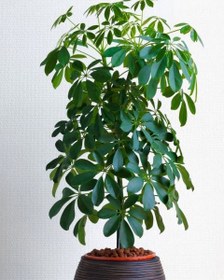 تصویر خرید شفلرا برای تزئین محیط‌های عمومی مانند مراکز درمانی 