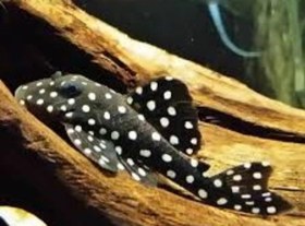 تصویر ماهی کت فیش l_201 Pleco_l 201