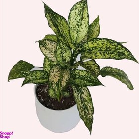 تصویر گیاه طبیعی آگلونما کد 02 