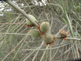 تصویر بذر بادام وحشی (5 عددی) Amygdalus scoparia​​​​​​​ 