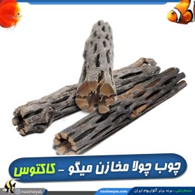 تصویر چوب چولا یا چوب کاکتوس مناسب آکواریوم BorneoWild Cactus wood 2