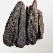 تصویر جند بیدستر 