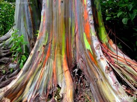 تصویر بذر درخت اکالیپتوس رنگین کمانی 