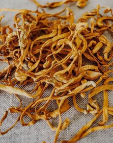 تصویر پودر قارچ کوردیسپس 