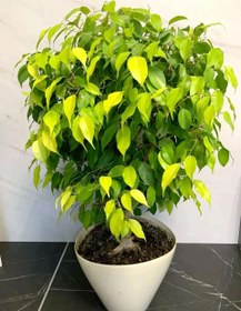 تصویر بنجامین سبز 