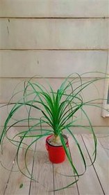 تصویر گل لیندا گلدان 14 