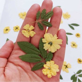 تصویر گل خشک رز آبشاری تخت 