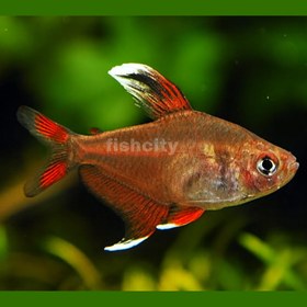 تصویر رزی تترا 