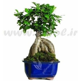 تصویر بن سای غده ای فیکوس 