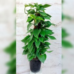 تصویر پتوس چماقی ۱ متری قیم دار 