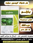تصویر بذر هندوانه بارلو سینجنتا ۱۰۰۰ عددی وزن ۱۲ کیلوگرم 