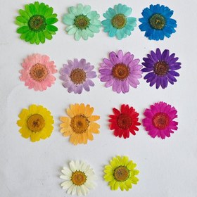 تصویر گل خشک بابونه 14 رنگ 