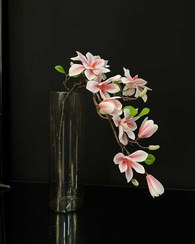 تصویر گل مگنولیا وارداتی-m02 