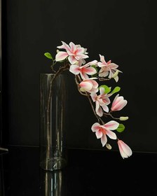 تصویر گل مگنولیا وارداتی-m02 