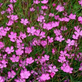 تصویر بذر میخک باغی 1 گرمی 