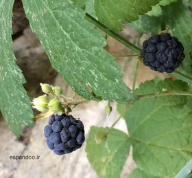 تصویر بذر تمشک (10 عددی) Rubus lanuginosus 