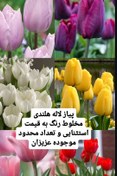 تصویر پیاز گل لاله سرخ GordonCooperهلندی 