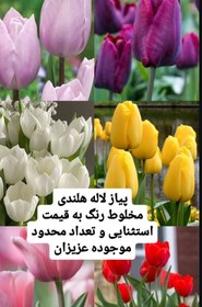 تصویر پیاز گل لاله سرخ GordonCooperهلندی 