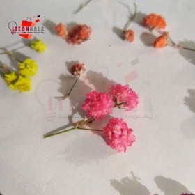 تصویر گل خشک توپی 4 رنگ (20 عددی) 