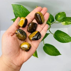 تصویر تامبل چشم ببر(دونه) 