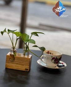 تصویر استند گیاه پتوس چوب گردو 