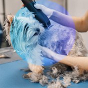 تصویر خدمات آرایشی بهداشتی سگ نژاد کوچک 