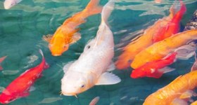 تصویر ماهی کوی ژاپنی پوست چرم ۲۲ تا ۲۷ سانت Koi Japan's goldfish