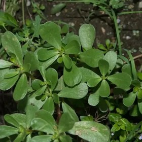 تصویر بذر خرفه 20 گرمی 