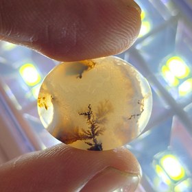 تصویر سنگ شجر 