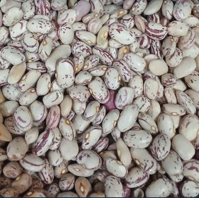 تصویر لوبیاچیتی ایرانی 