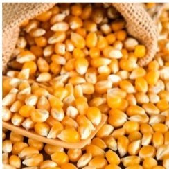 تصویر ذرت پفیلا 