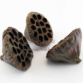 تصویر گل نیلوفر خشک بدون ساقه 