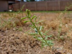 تصویر خارشتر خشک_75گرمی 