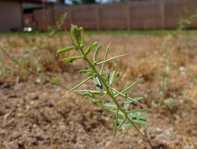 تصویر خارشتر خشک_75گرمی 