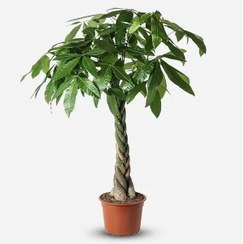 تصویر گیاه پاچیرا تنه بافت 