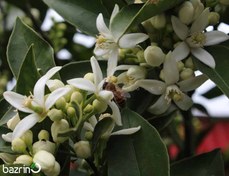 تصویر کود کامل گلدهی 