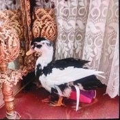 تصویر پوشک اردک بالغ و غاز متوسط 