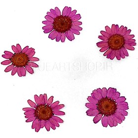 تصویر گل خشک بابونه سرخابی 